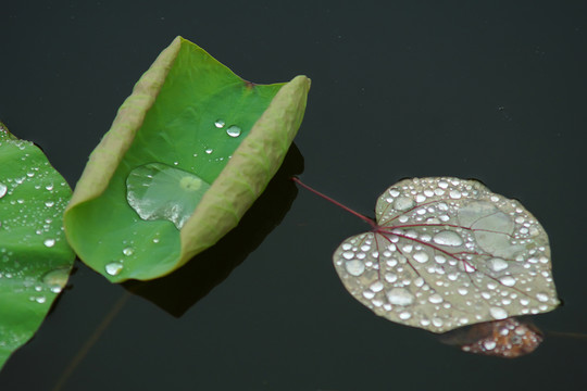 荷葉水滴