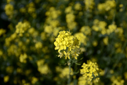 油菜花