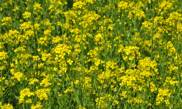 油菜花