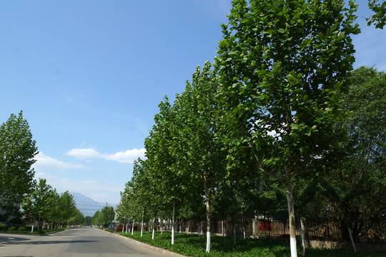 路邊成排的楊樹(shù)