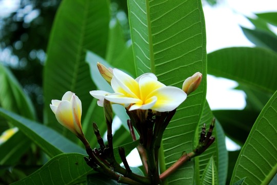 雞蛋花