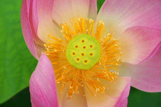 荷花花蕊