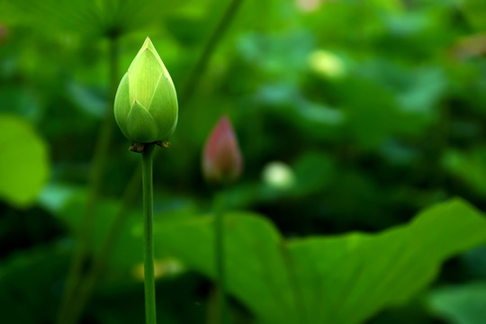 荷花花苞