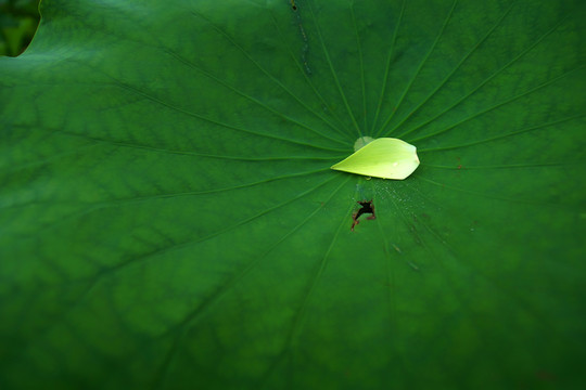 荷葉