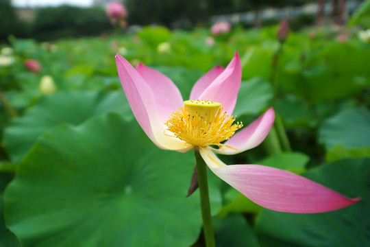 荷花