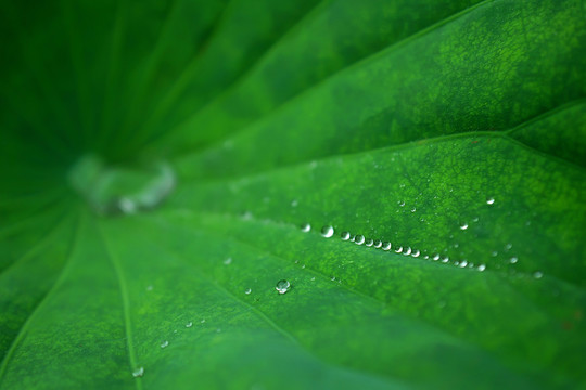 荷葉 水滴