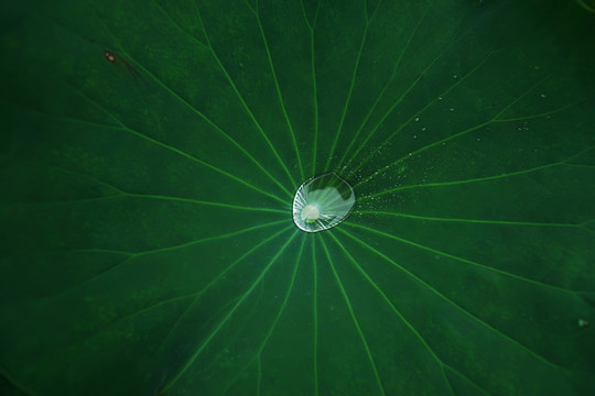 荷葉 水滴