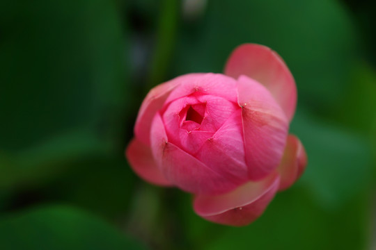 粉紅色荷花