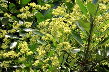 萬年花