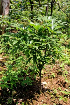 楨楠樹苗
