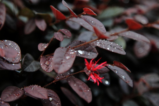 水珠