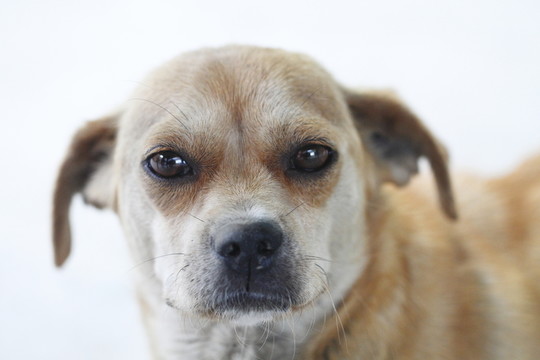 狗