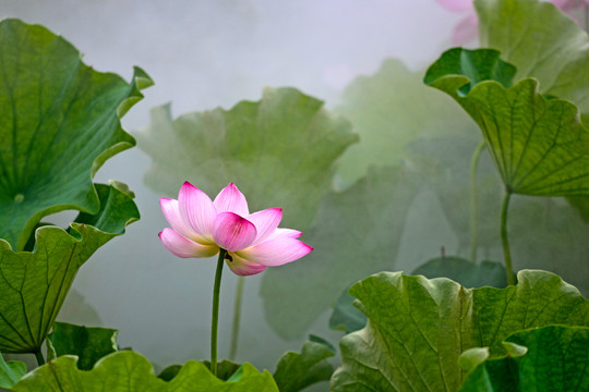 荷花