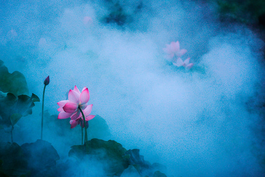 荷花