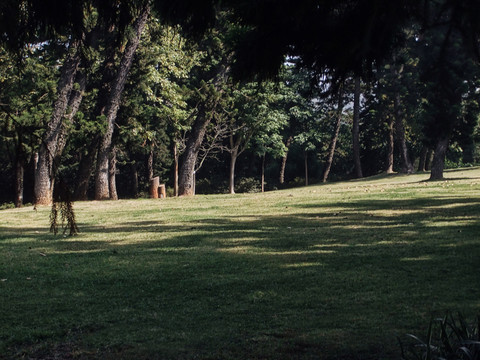 森林 公園