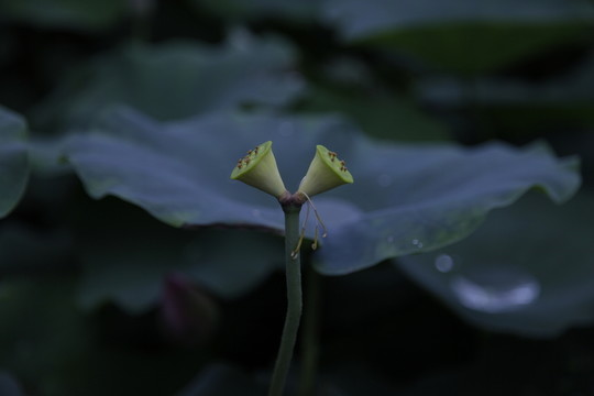 荷花
