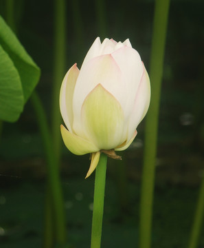 一朵正在開放的白蓮花