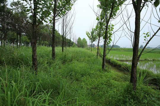 蘇榮占田栽樹(shù)傷民