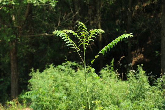 香椿樹苗