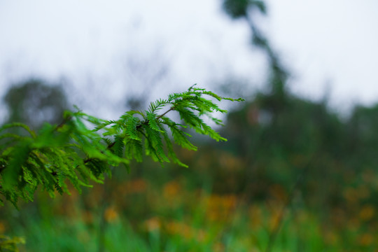樹枝