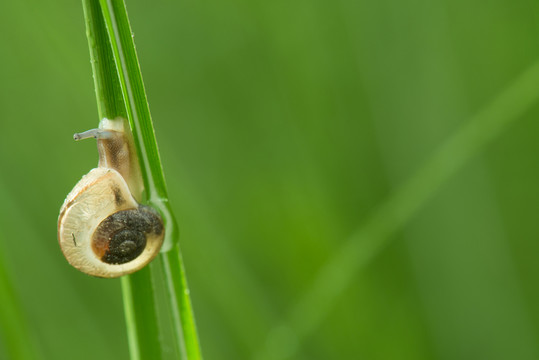 蝸牛