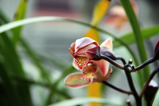蘭花