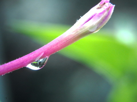 露珠