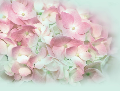 繡球花