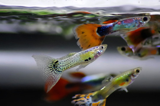 熱帶魚
