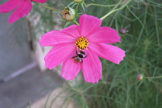 花兒與蜜蜂