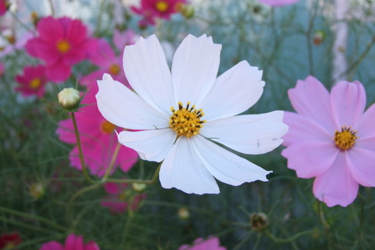 野花