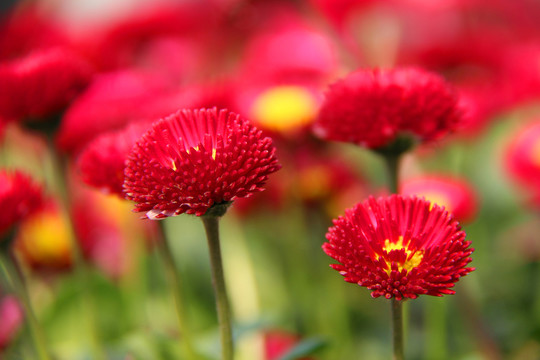 鮮花