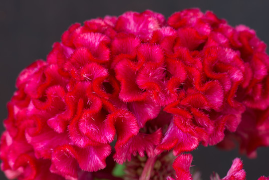 雞冠花花朵特寫