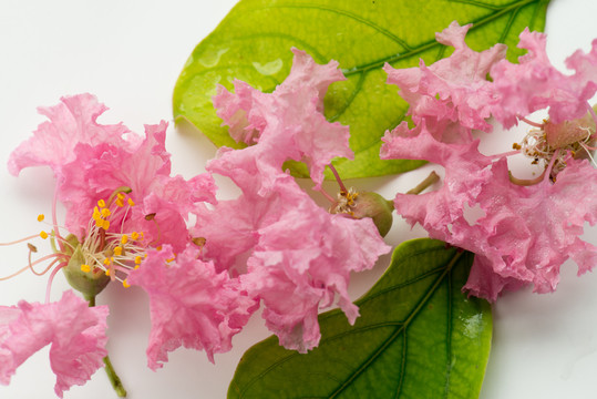 紫薇花與葉子