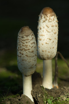 野生磨菇特寫