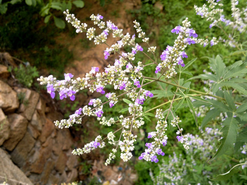 荊花