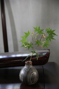 創(chuàng)意植物
