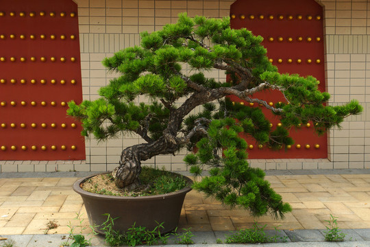 盆景 盆栽