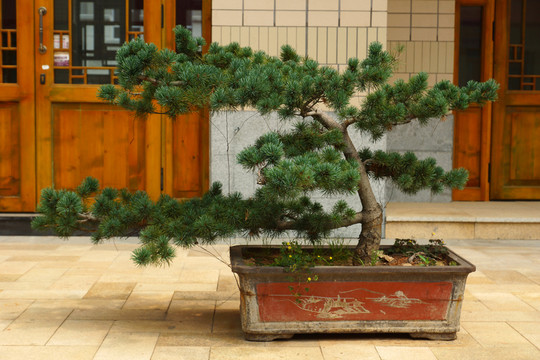 盆景
