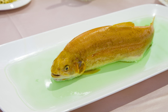 鱒魚 魚類 清蒸鱒魚