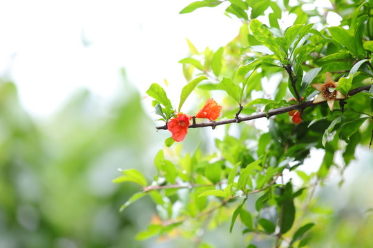 石榴花