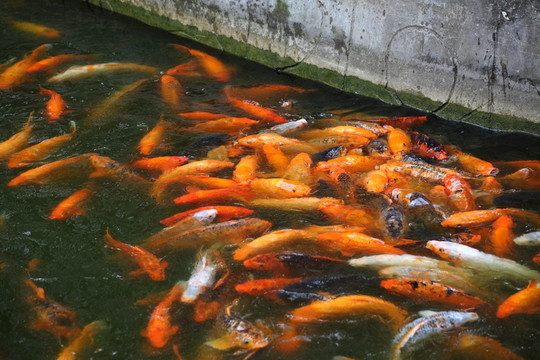 錦鯉