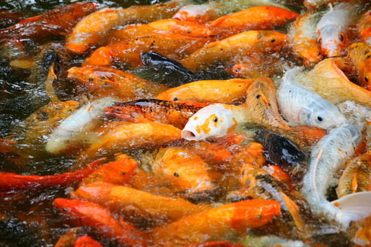 錦鯉
