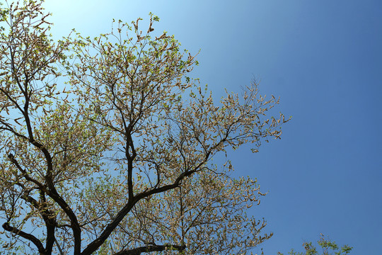 大樹樹冠