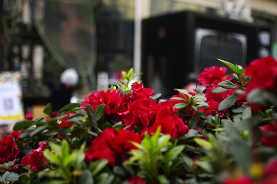 路邊鮮花