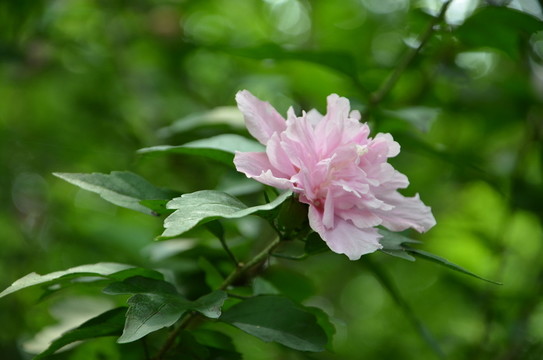 木槿花唯美圖片