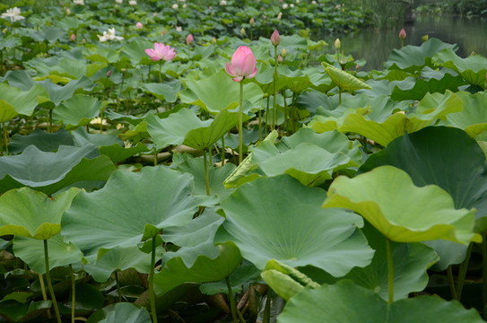 荷花圖片大全