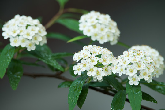 白色麻葉繡線菊花朵