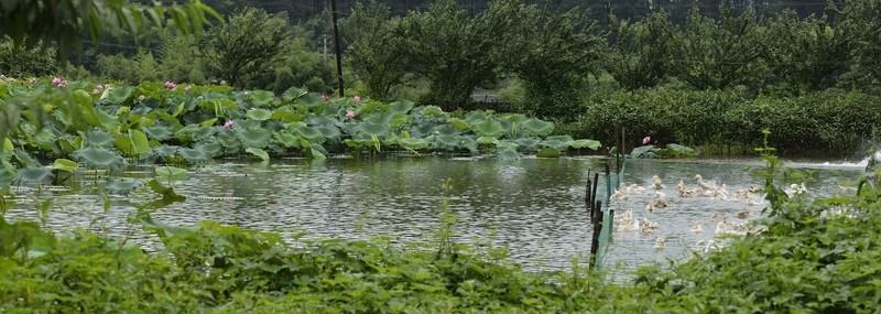 生態(tài)園 荷塘 鴨場(chǎng)