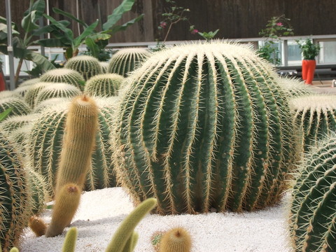 仙人球